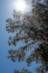 Bight sun shining through leaves of a giant eucalyptus tree, Maui, Hawaii, as a nature background
