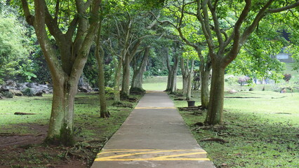 A straight walking or running path in the garden or park with tall green trees next to the path; landscape photography; luscious greenery along the walking path in a garden park