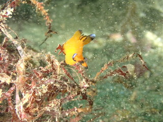海藻の上を這う黄色いウデフリツノザヤウミウシ