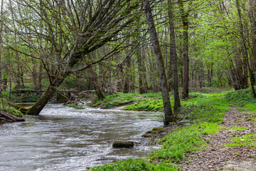 Fototapeta premium river in the woods