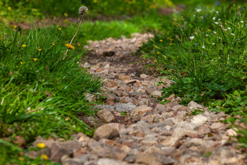 path in the forest
