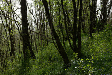 forest in the morning