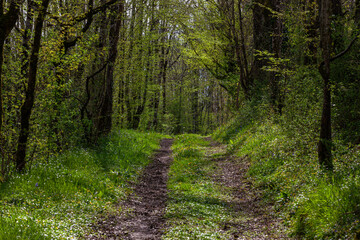 path in the woods
