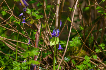 green butterfly on a flower