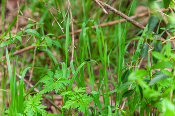 grass in the morning