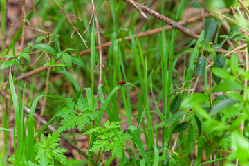 red beetle perched on grass
