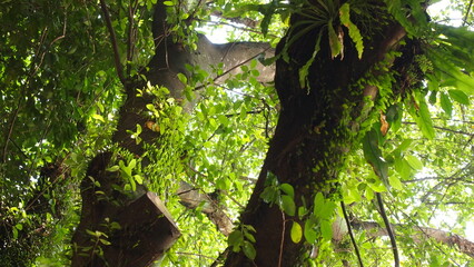 Fototapeta premium Bright green leaves on an old dark tree