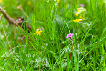 grass with flowers