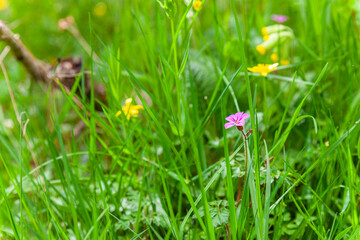 grass with flowers