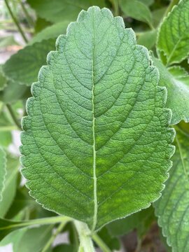 Boldo leaf