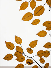 Fototapeta premium Leaf/leaves/brown/yellow
