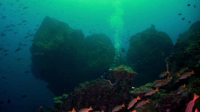 A school of striped fish and sharks (Carcharhinus spp.) swimming around large underwater rock formations at Cocos Island, highlighting  biodiversity of  area.
