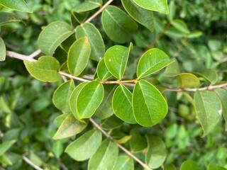 Eugenia uniflora leaves