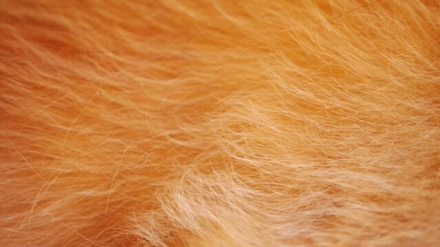 Close-up of abstract brown dog fur in the detail - texture and background