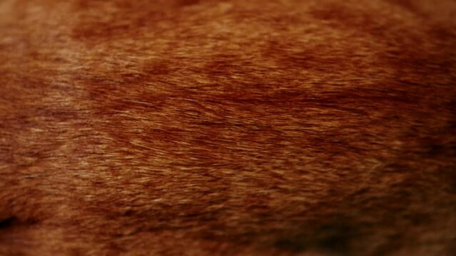 Close-up of abstract brown dog fur in the detail - texture and background
