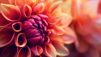 close up of flower beautiful wallpaper, background 