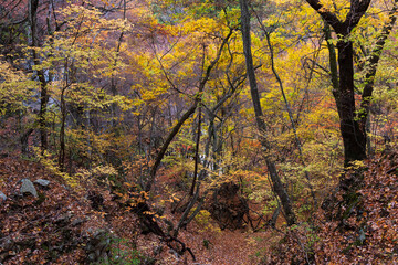 Fototapeta premium 日本の風景・秋 群馬県沼田市 紅葉の吹割の滝（吹割渓谷）