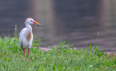Cattle egret in spring.