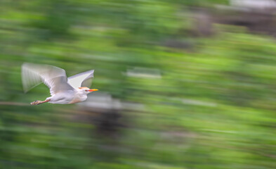 Cattle egret in spring.