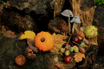 Autumn still life