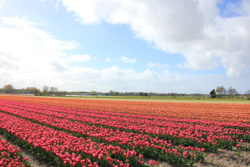 Flower bulb industry