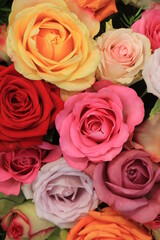 Colorful wedding roses