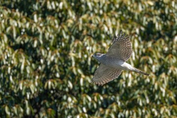 グリーンバックに悠然と飛ぶオオタカ