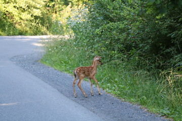 spotted fawn crossing country road