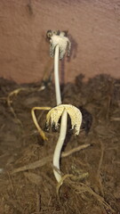 strange mushroom in mulch