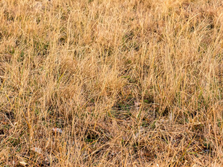 yellow dry autumn leaf grass texture