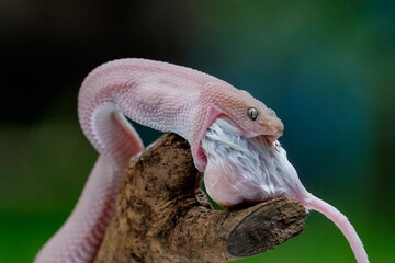 The snake is eating its prey