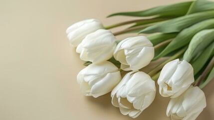 Bouquet of white tulips on beige background, closeup. White flowers in the sunlight. Spring bouquet for holiday greeting cards, copy space, text
