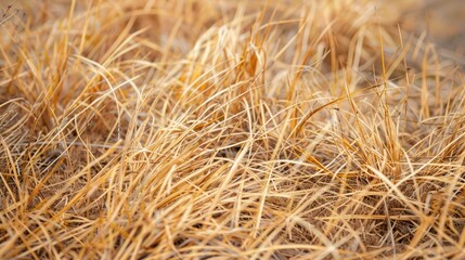 Fototapeta premium Close up of dried yellow grass