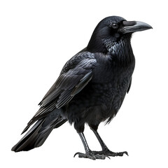 Fototapeta premium a black bird standing on a white surface, transparent background png