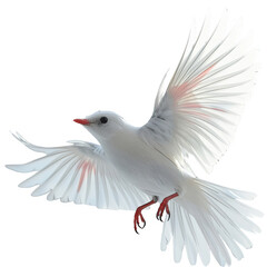a white bird with red beak flying in the air, transparent background png