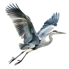 Fototapeta premium a bird flying in the air with its wings spread, transparent background png
