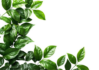 a close up of a plant with green leaves, transparent background png