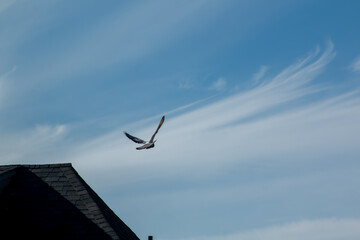 Pigeon in the sky