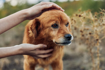 A peaceful moment in nature Person bonding with a brown dog in a grassy field with a backdrop of...