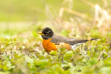 American Robin (Turdus migratorius) in the undergrowth of a garden. A common backyard bird and often the first of spring, it forages for worms and insects in the vegatation