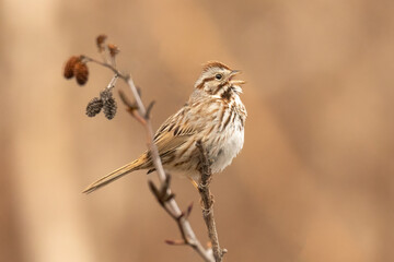 Singing Song Sparrow (Melospiza melodia), belting out its tweets into early spring. This species is an early sight in the season, foraging amongst the newly green vegetation