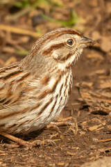 Profile of Song Sparrow (Melospiza melodia) a common species in North America. This one forages for food in the early spring grass cover. Small brown song bird