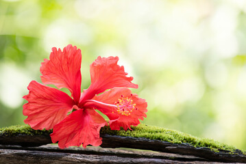 Red Hibiscus flower on natural background.