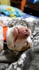 pitbull head in bed