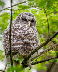 Closeup portrait of a barred owlet sitting on a tree branch in spring time
