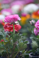 Obraz premium Beautiful pink ranunculus flower growing in an outdoor flower garden. ranunculus flower closeup, pink blooming flower