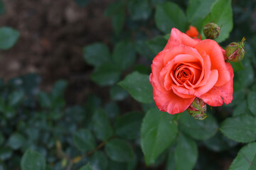 Beautiful red rose flower closeup in garden, A very beautiful rose flower bloomed on the rose tree, Rose flower, bloom flowers, Natural spring flower,  Nature