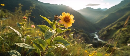 Sunflowers have bloomed in a beautiful mountain valley