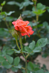 Beautiful red rose flower closeup in garden, A very beautiful rose flower bloomed on the rose tree, Rose flower, bloom flowers, Natural spring flower,  Nature