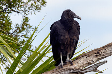 Lone Sentinel: Black Vulture Perched on a Branch, Isolated Against a Bright Sky